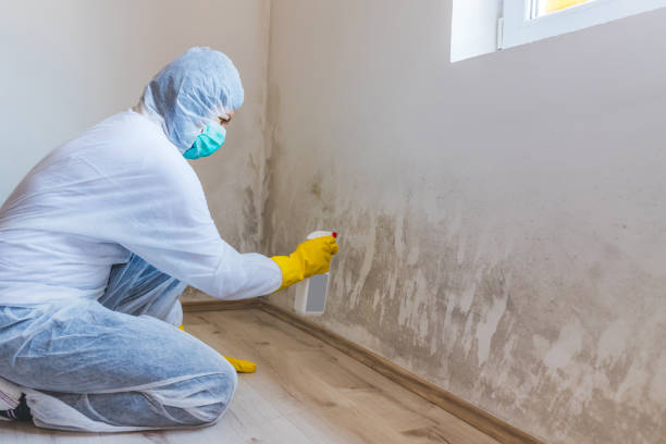 Best Basement Mold Removal  in Topeka, KS